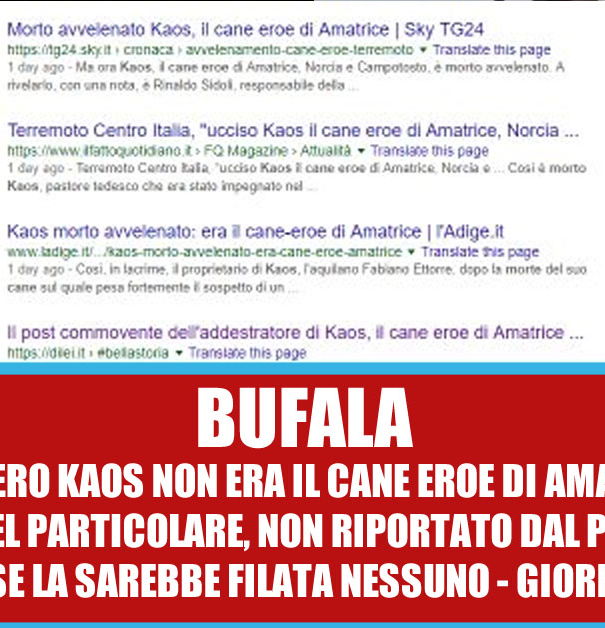 Il cane Kaos eroe di Amatrice? article-post