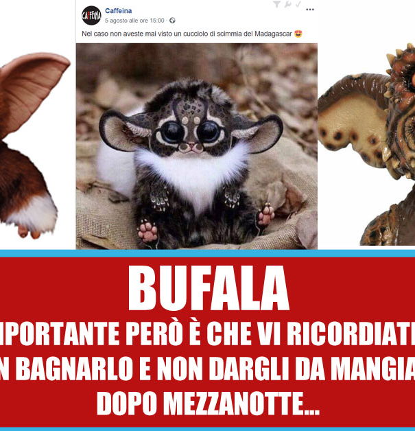 La voglia di like & la scimmia del Madagascar article-post