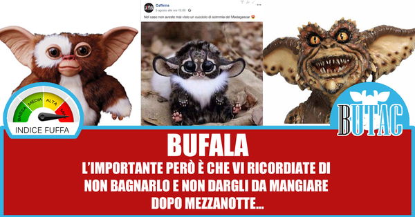 La voglia di like & la scimmia del Madagascar