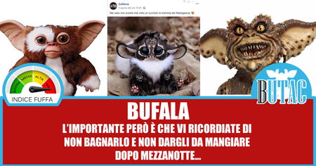 La voglia di like & la scimmia del Madagascar article-post