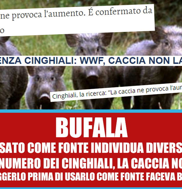 La caccia ai cinghiali ne provoca l’aumento? article-post