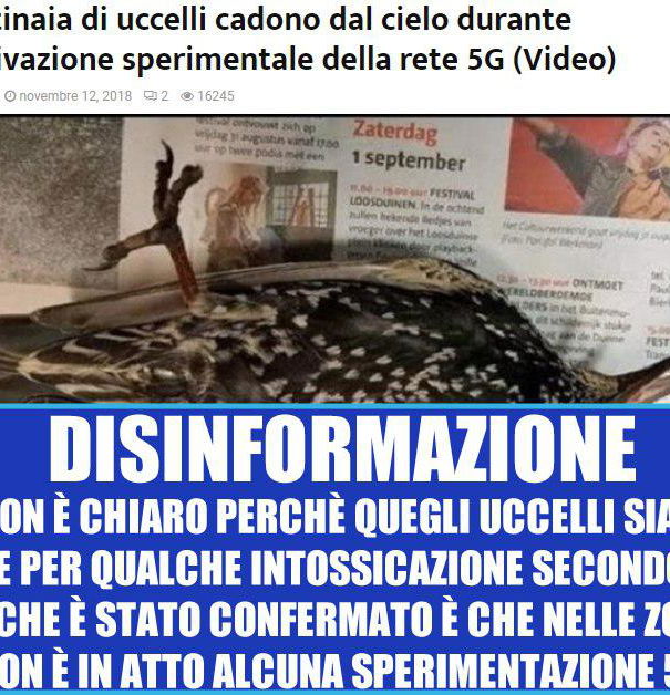 Gli uccelli morti per il 5G article-post