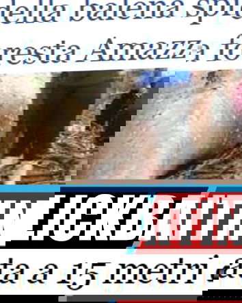 La balena spiaggiata nel cuore della foresta amazzonica