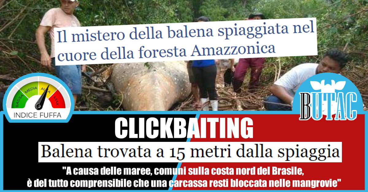 La balena spiaggiata nel cuore della foresta amazzonica article-post