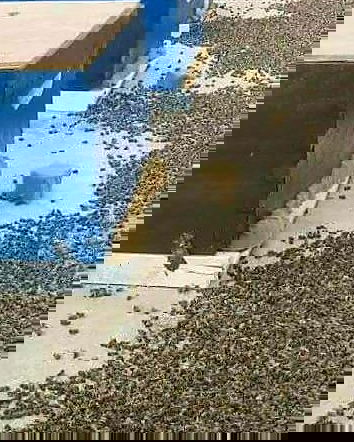 Moria straordinaria di api