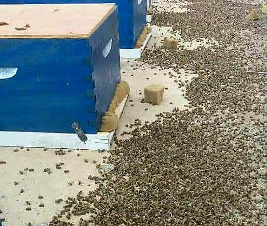 Moria straordinaria di api