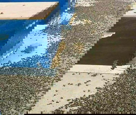 Moria straordinaria di api article-post