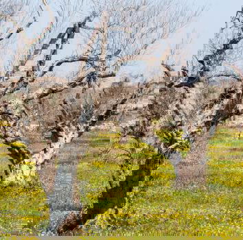 Xylella e bufale, ancora…