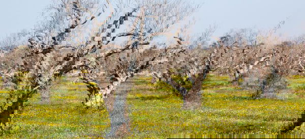 Xylella e bufale, ancora…