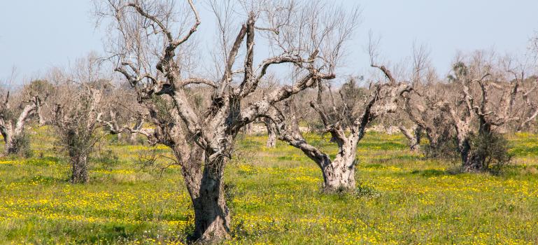 Xylella e bufale, ancora… article-post