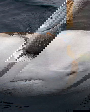 Il beluga arma russa