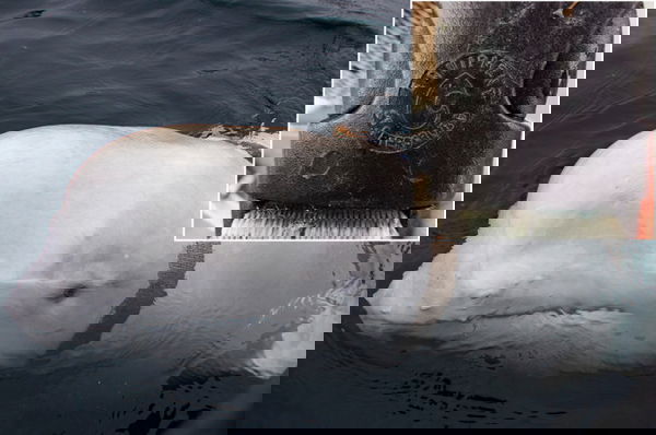 Il beluga arma russa