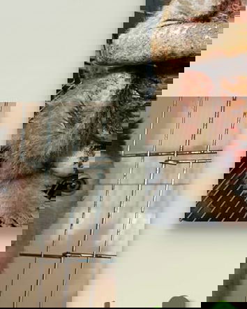 Cosmetici testati sugli animali