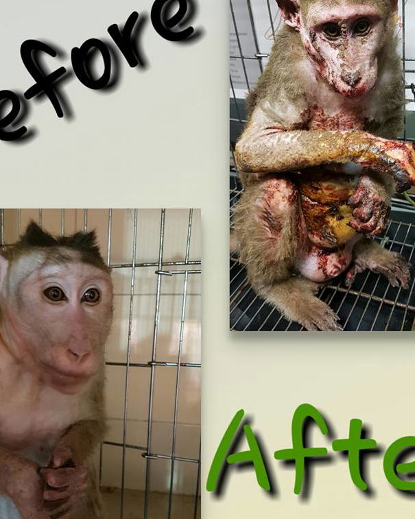 Cosmetici testati sugli animali article-post