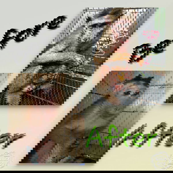 Cosmetici testati sugli animali