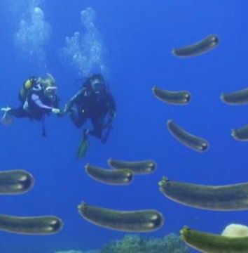 Le zucchine (di mare?) e l’Unione Europea