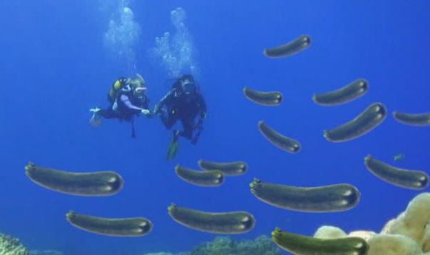 Le zucchine (di mare?) e l’Unione Europea article-post