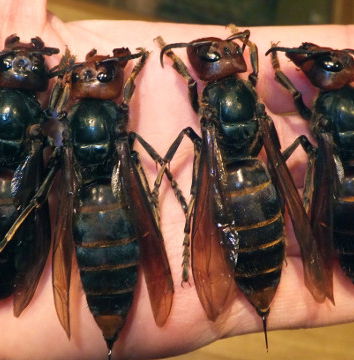 Il calabrone gigante asiatico