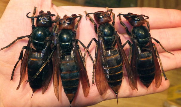 Il calabrone gigante asiatico article-post