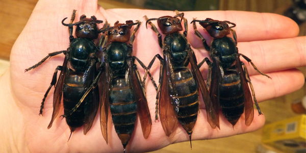 Il calabrone gigante asiatico