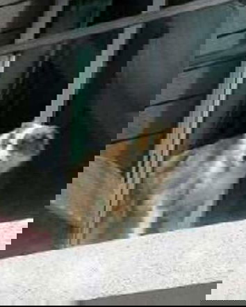 700mila cani sui balconi…