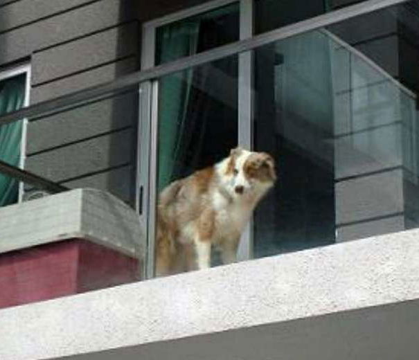 700mila cani sui balconi… article-post