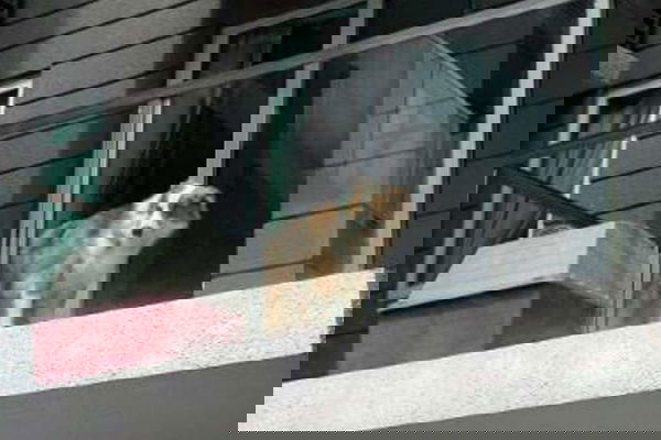 700mila cani sui balconi…