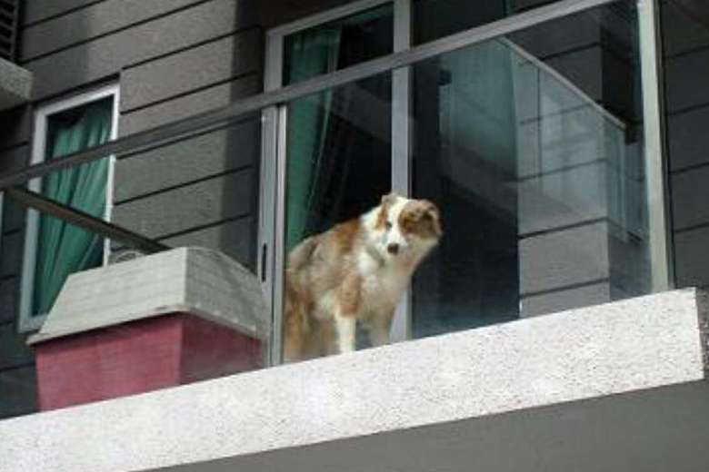 700mila cani sui balconi… article-post