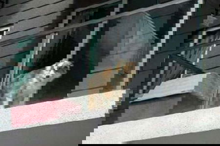 700mila cani sui balconi… article-post