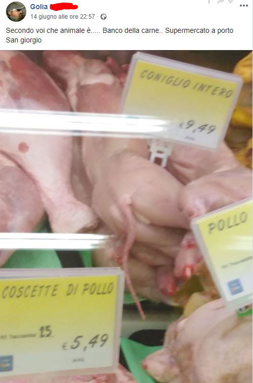 Gatti venduti al supermercato al posto del coniglio article-post