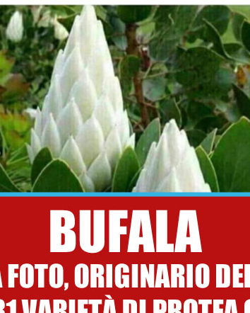 Il fiore che sboccia una volta ogni 400 anni