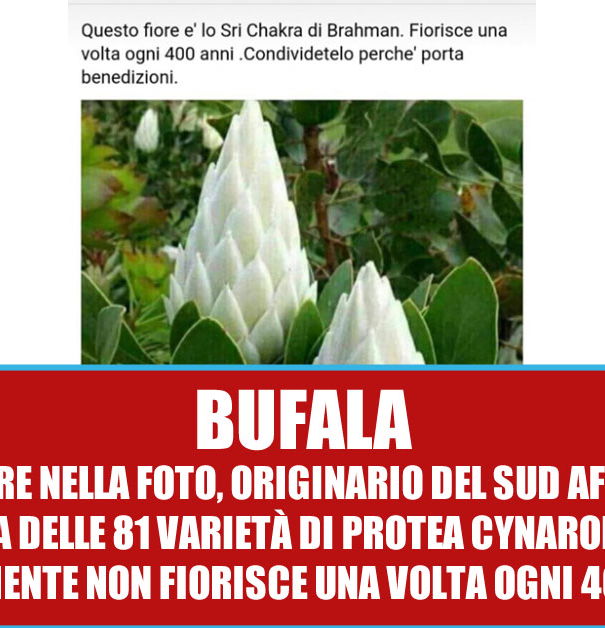 Il fiore che sboccia una volta ogni 400 anni article-post