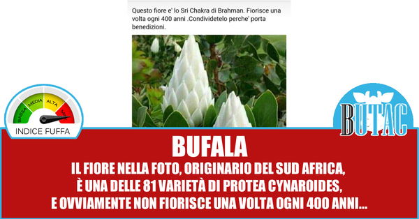 Il fiore che sboccia una volta ogni 400 anni