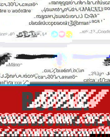 Urgentissimo!!! Ci sono circa 10 cavalli…