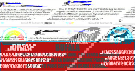 Urgentissimo!!! Ci sono circa 10 cavalli… article-post