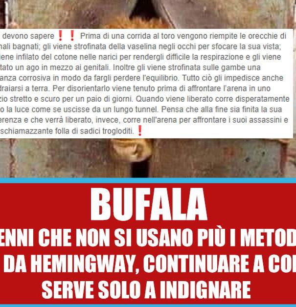 Il toro prima della corrida article-post