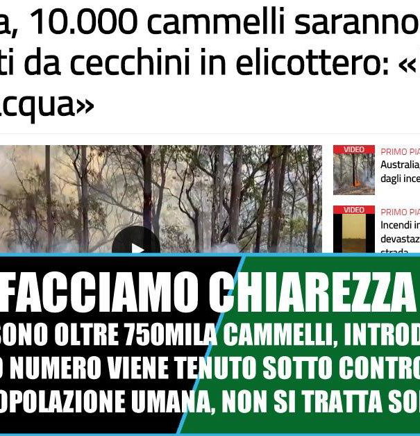 Australia, incendi, cammelli e poco giornalismo article-post