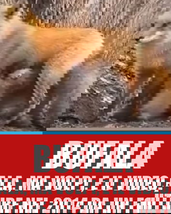 Volpi, Koala? Ma che ce frega…