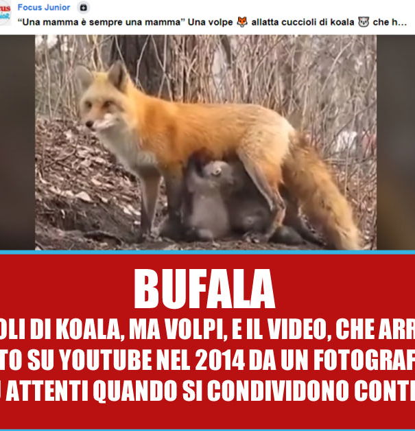 Volpi, Koala? Ma che ce frega… article-post