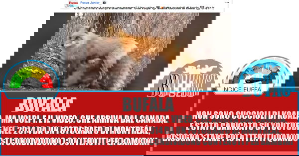 Volpi, Koala? Ma che ce frega…