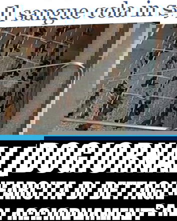 Informazione un tanto al chilo – Pipistrelli a Trani