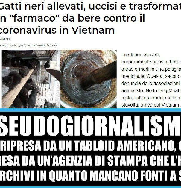 Vietnam, gatti neri e magiche pozioni article-post