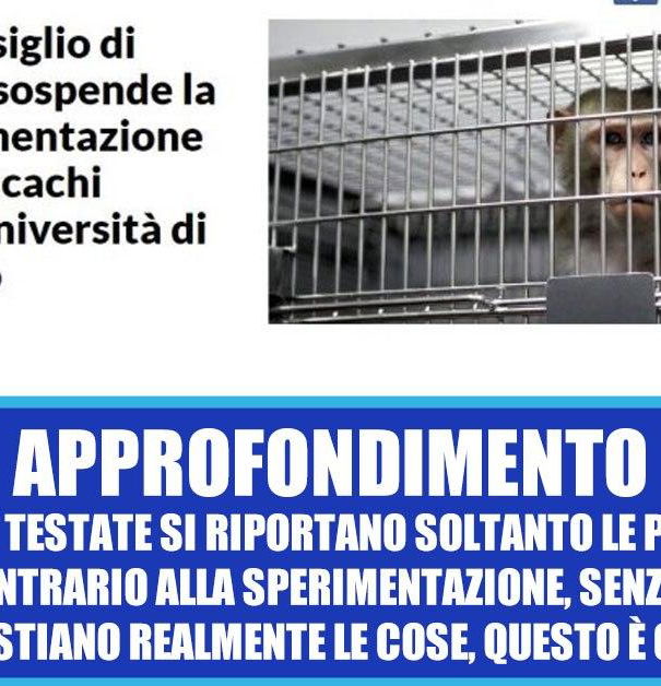 La saga dei macachi di Torino continua… article-post
