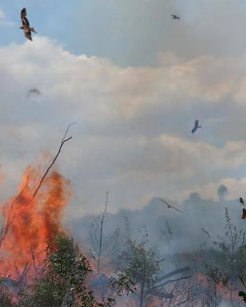 Firehawks – I falchi incendiari