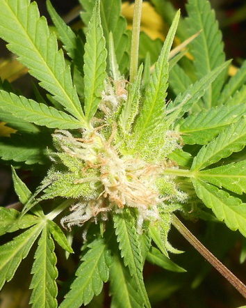 Cannabis light e disinformazione