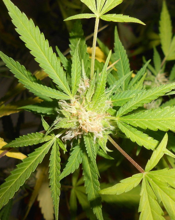 Cannabis light e disinformazione article-post