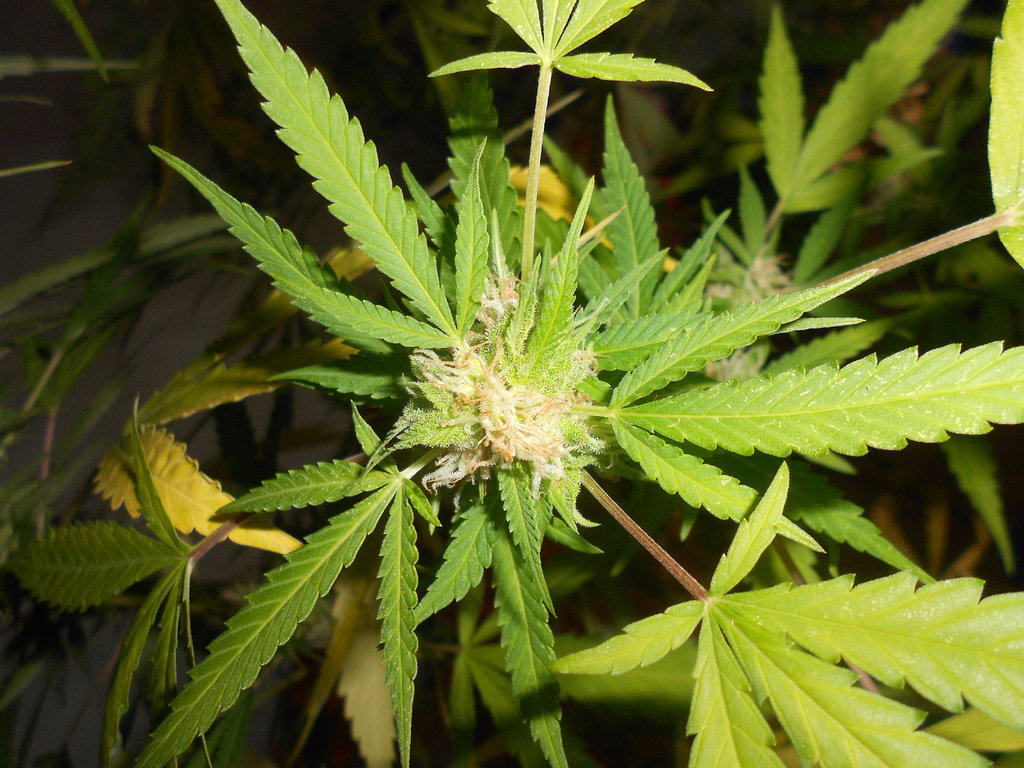 Cannabis light e disinformazione article-post