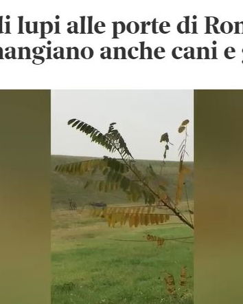 Branchi di lupi alle porte di Roma…