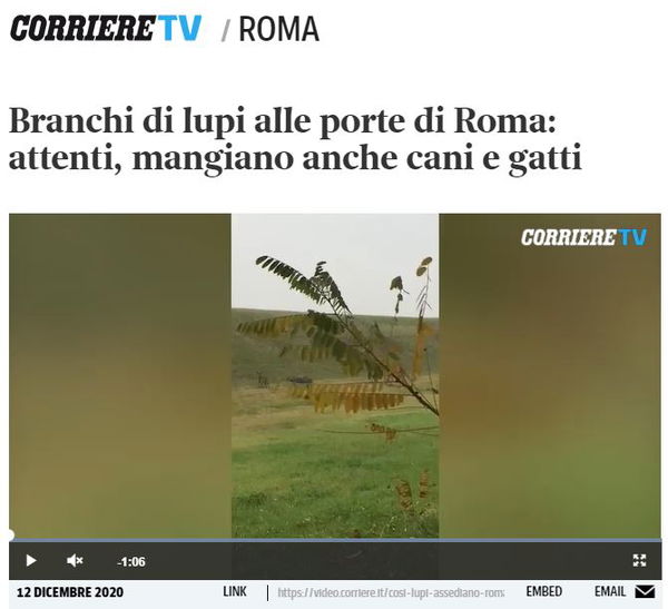 Branchi di lupi alle porte di Roma…