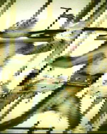 Macachi, animalisti e pseudogiornalismo